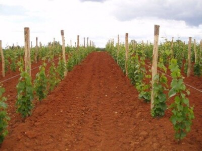 Vinova loza na istarskoj crvenici