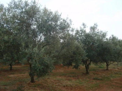Maslinici