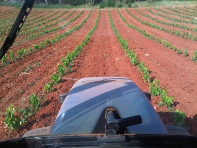 Vinograde postepeno proširuju