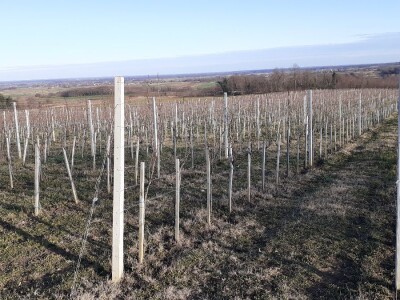 Vina Chresno Vina Chresno