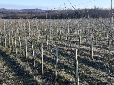 Vina Chresno Vina Chresno