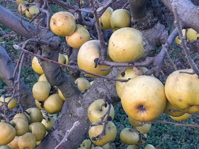 Vina Chresno Vina Chresno