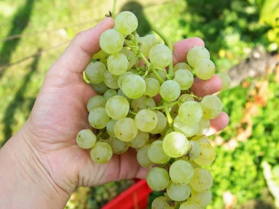 Vina DK