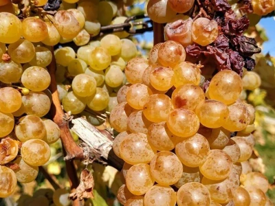 Vina DK