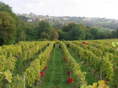 Vina DK