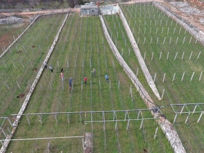 VIna Matić  - obiteljski brend  u kojem sudjeluju svi od najstarijih do najmlađih VIna Matić  - obiteljski brend  u kojem sudjeluju svi od najstarijih do najmlađih