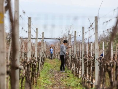VIna Matić  - obiteljski brend  u kojem sudjeluju svi od najstarijih do najmlađih VIna Matić  - obiteljski brend  u kojem sudjeluju svi od najstarijih do najmlađih
