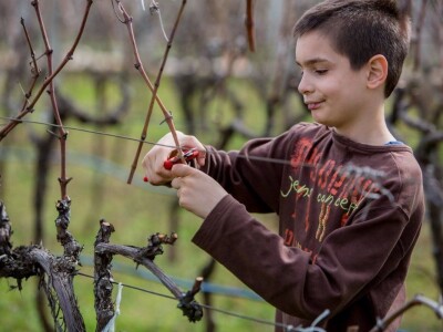VIna Matić  - obiteljski brend  u kojem sudjeluju svi od najstarijih do najmlađih VIna Matić  - obiteljski brend  u kojem sudjeluju svi od najstarijih do najmlađih