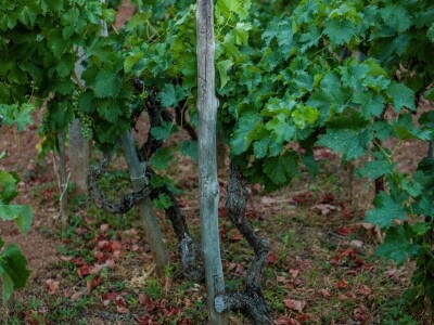 VIna Matić  - obiteljski brend  u kojem sudjeluju svi od najstarijih do najmlađih VIna Matić  - obiteljski brend  u kojem sudjeluju svi od najstarijih do najmlađih