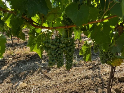 Vina Rossi