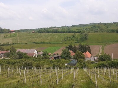 Vina Šimanović Vina Šimanović