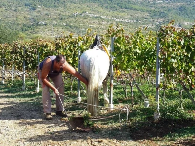 Vinari