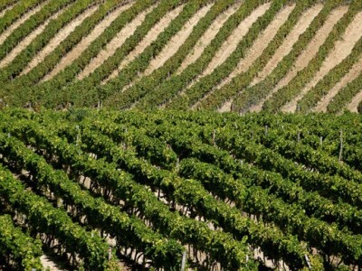 Vinova loza raste na četiri različite vrste zemlje