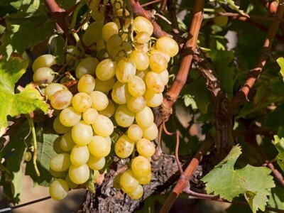 Za ulaganje u vinski podrum 1,2 milijuna kuna