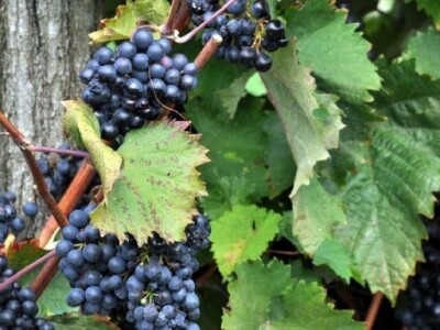 Za ulaganje u vinski podrum 1,2 milijuna kuna