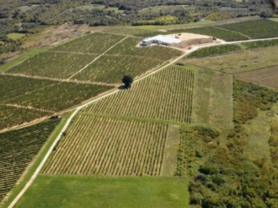 Vinogradi se prostiru na 56 hektara