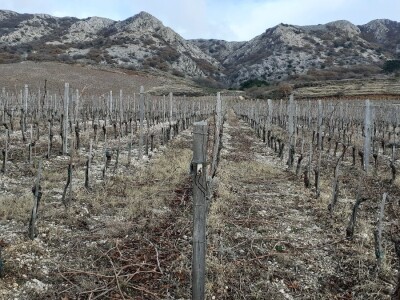 Vinarija Anton Katunar