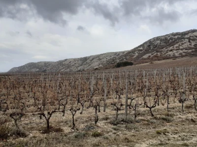 Vinarija Anton Katunar