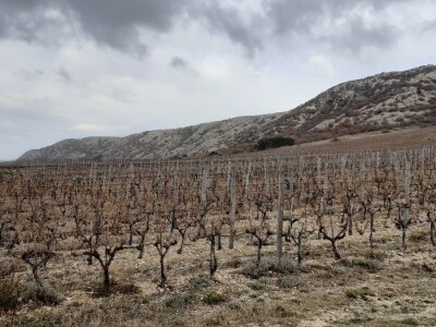 Vinarija Anton Katunar