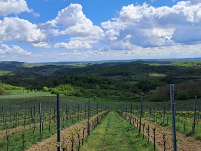 Vinarija Bolfan Vinski