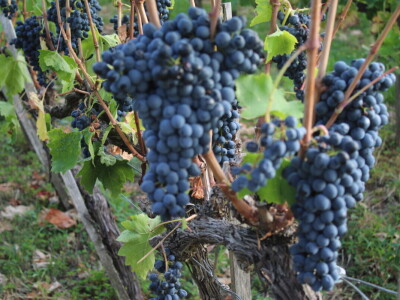 Vinarija Brzica i Hotel Vinotel Vinarija Brzica i Hotel Vinotel