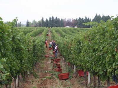 Vinarija Čitluk Vinarija Čitluk