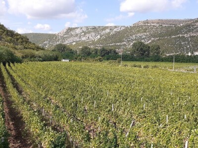 Vinarija Čitluk Vinarija Čitluk