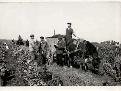 Vinarija Čoka neguje tradiciju dugu više od 100 godina Vinarija Čoka neguje tradiciju dugu više od 100 godina