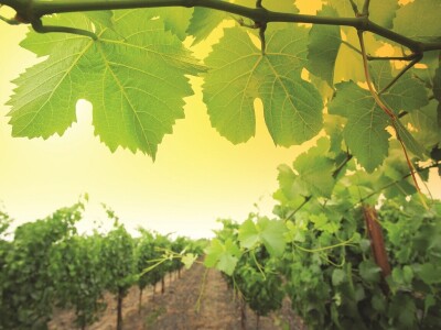 Vinarija Čoka neguje tradiciju dugu više od 100 godina Vinarija Čoka neguje tradiciju dugu više od 100 godina