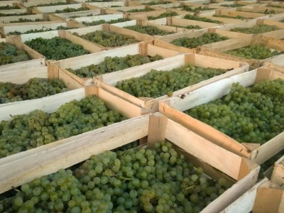 Vinarija Dalmati
