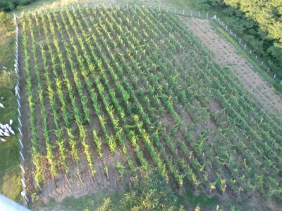 Vinarija Dalmati