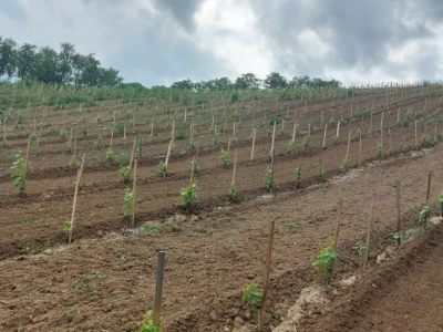 Vinarija Dalmati