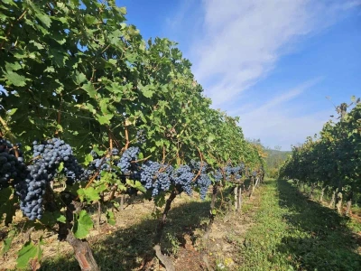 Vinarija Dalmati