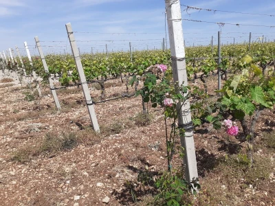 Vinarija Ferenac
