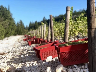 Vinarija Grabovac
