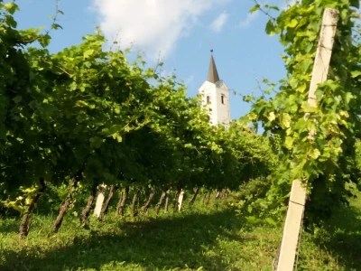 Vinarija Jagunić