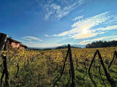Vinarija Jungić