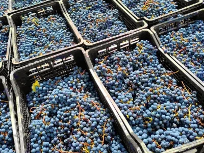 Vinarija Jungić