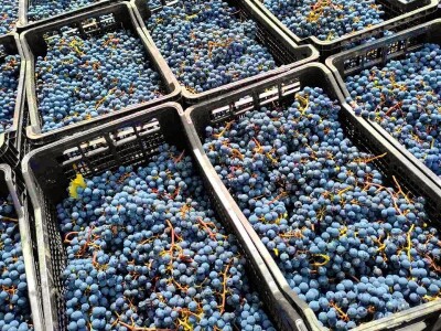 Vinarija Jungić Vinarija Jungić