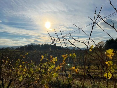 Vinarija Jungić Vinarija Jungić