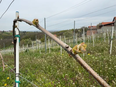 Vinarija Košćak