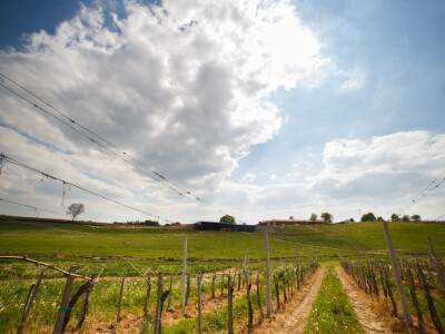 Vinarija Kostanjevec Vinarija Kostanjevec