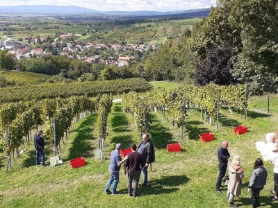 Vinarija Kutjevo - berba grožđa