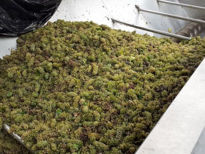 Vinarija Kutjevo - berba grožđa