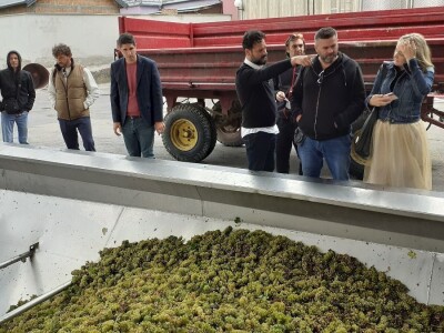 Vinarija Kutjevo - berba grožđa