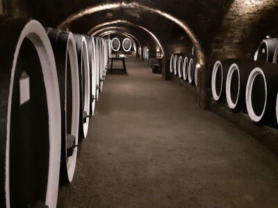 Vinarija Kutjevo - berba grožđa