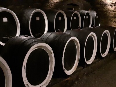 Vinarija Kutjevo - berba grožđa