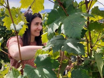 Vinarija Kutjevo - berba grožđa