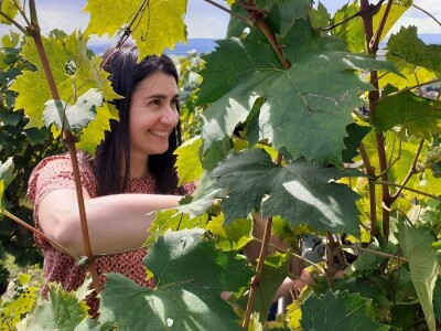 Vinarija Kutjevo - berba grožđa