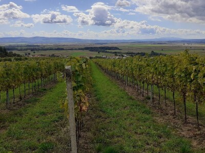 Vinarija Kutjevo - berba grožđa